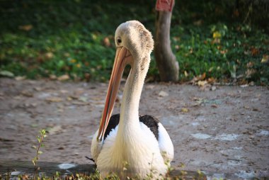 Hayvanat bahçesinde beyaz bir pelikan.