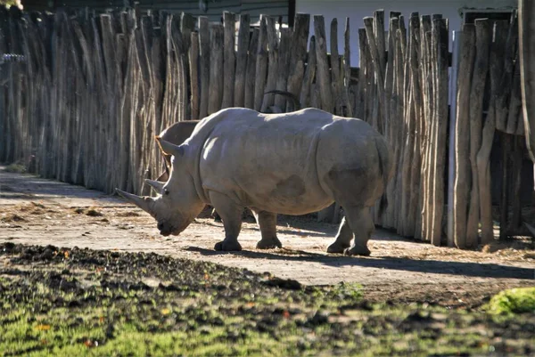 Черный Носорог Парке — стоковое фото