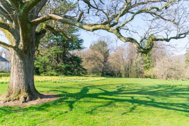 Büyük ağaç, yeşil dallar güneş ışığının gölgesi tarlanın üzerinde. Doğal görünüm parkı arka planı