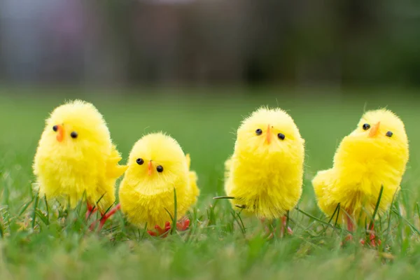 Küken Reihen Sich Auf Dem Feld Osterfeier Niedliche Kleine Hühner — Stockfoto