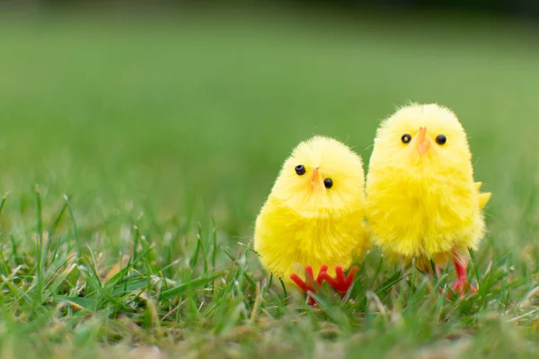 Niedliche Zwei Küken Auf Der Grünen Wiese Osterfeier Glückliches Paar — Stockfoto