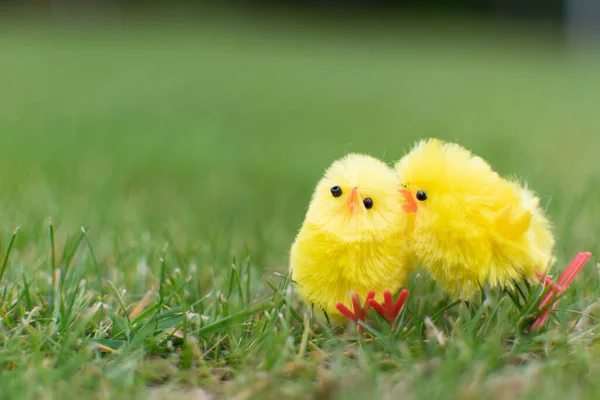 Niedliche Zwei Küken Auf Der Grünen Wiese Osterfeier Glückliches Paar — Stockfoto