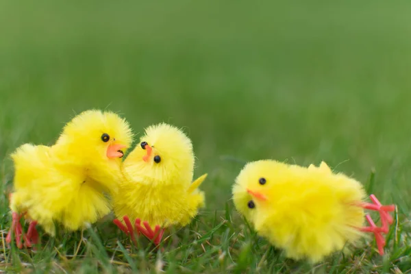 Drei Niedliche Küken Spielen Auf Der Grünen Wiese Osterfeier Klein — Stockfoto