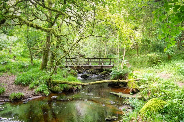 Green Nature Forest River Flows Bridge Fresh Air Beautiful Natural — Stock Photo, Image