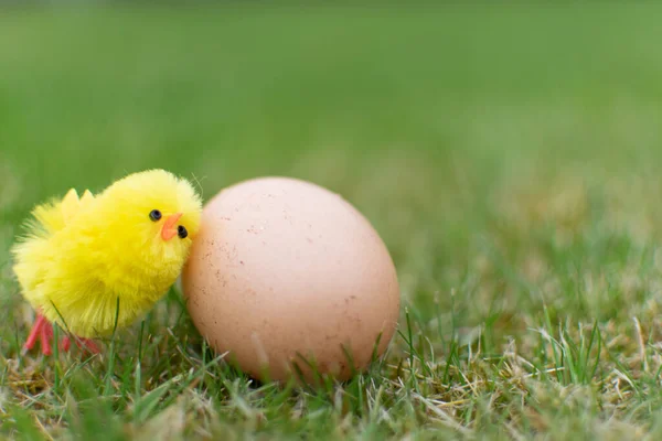 Niedliche Huhn Mit Auf Feld Osterfest Feier Kleine Gelbe Legen — Stockfoto