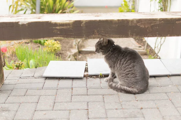 Cat Hiding Wood Bend Looking Tile Waiting Playing Garden Sulking — Foto Stock