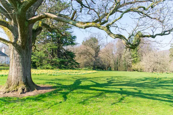 Büyük ağaç, yeşil dallar güneş ışığının gölgesi tarlanın üzerinde. Doğal görünüm parkı arka planı