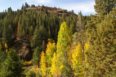 Dağlarda düşen ağaçlar