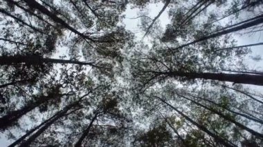 Karınca manzarası çam ağacı ormanının altında yürüyor