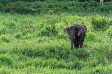 Doğada Asya fili vahşi yaşamı