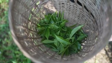 Hasır sepetten taze toplanmış çay yaprakları.