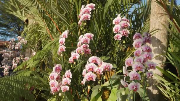 Varios Tipos Orquídeas Hermosas Que Están Exhibición Parque Aire Libre — Vídeo de stock