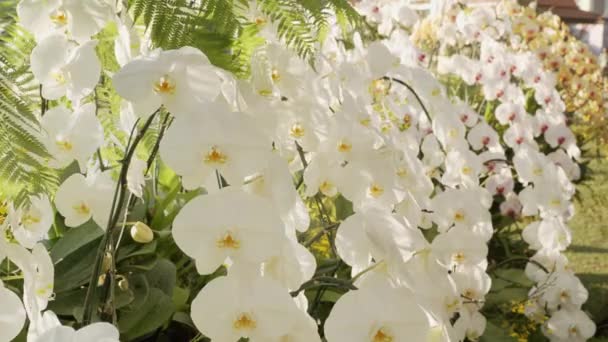 Několik Typů Krásných Orchidejí Vystaveno Venkovním Parku Chiang Mai Charming — Stock video