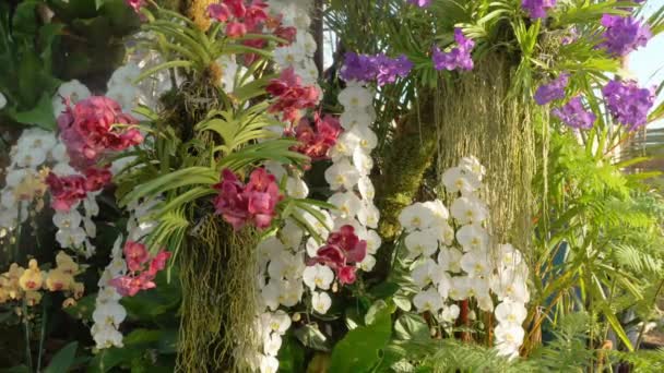 Kilka Rodzajów Pięknych Orchidei Jest Wystawie Parku Chiang Mai Charming — Wideo stockowe