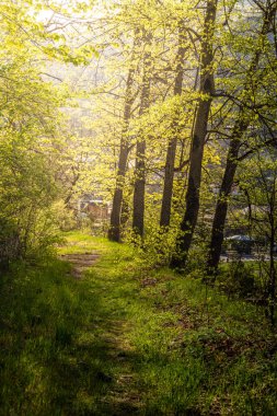 Güzel bir sabah şafağı parlıyor. Büyümüş doğa yolunda.
