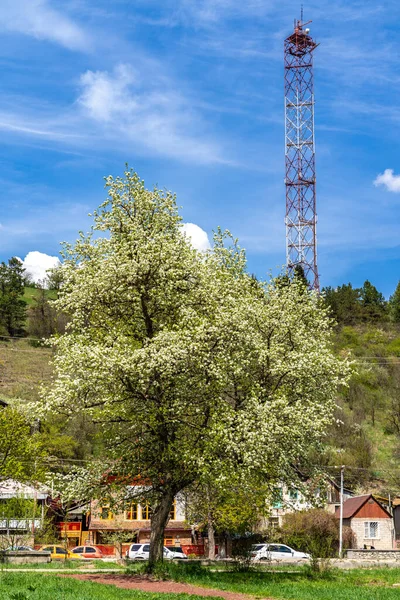 Dilijan Ermenistan Nisan 2022 Dilijan Ermenistan Çiçek Ağacı — Stok fotoğraf