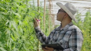 Male Asian entrepreneur smart farmer checking on his cannabis plants in his green house, alternative medical concept