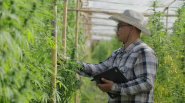 Male Asian entrepreneur smart farmer checking on his cannabis plants in his green house, alternative medical concept