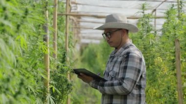 Male Asian entrepreneur smart farmer checking on his cannabis plants in his green house, alternative medical concept