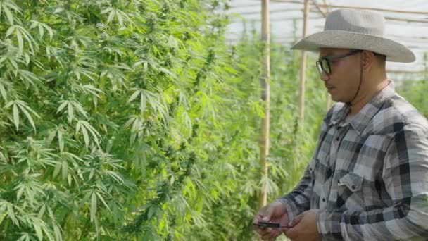 Male Asian Entrepreneur Smart Farmer Checking His Cannabis Plants His — 비디오
