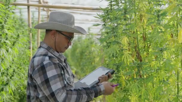 Mannelijke Aziatische Ondernemer Slimme Boer Controleren Zijn Cannabisplanten Zijn Kas — Stockvideo