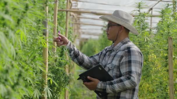 Maschio Imprenditore Asiatico Intelligente Agricoltore Controllo Sulle Sue Piante Cannabis — Video Stock
