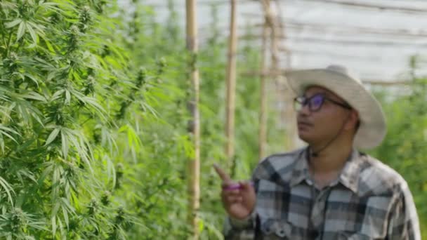Мужчина Азиатский Предприниматель Умный Фермер Проверяет Свои Растения Конопли Зеленом — стоковое видео
