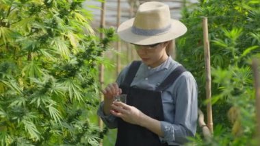Female Asian entrepreneur smart farmer inspecting on her cannabis plants and taking notes in his green house, alternative medical concept