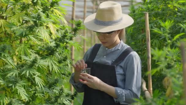 Female Asian Entrepreneur Smart Farmer Inspecting Her Cannabis Plants Taking — Video