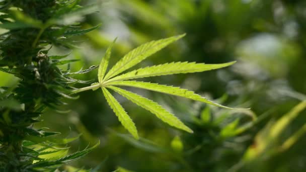 Primer Plano Las Plantas Cannabis Que Muestran Hojas Puntas Las — Vídeos de Stock
