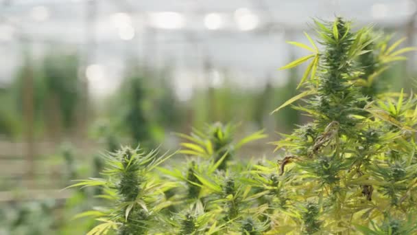 Close Cannabis Plants Showing Leaves Tips Plants — Vídeo de Stock