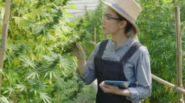 Female Asian entrepreneur smart farmer inspecting on her cannabis plants and taking notes in his green house, alternative medical concept
