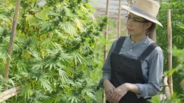 Female Asian entrepreneur smart farmer inspecting on her cannabis plants and taking notes in his green house, alternative medical concept