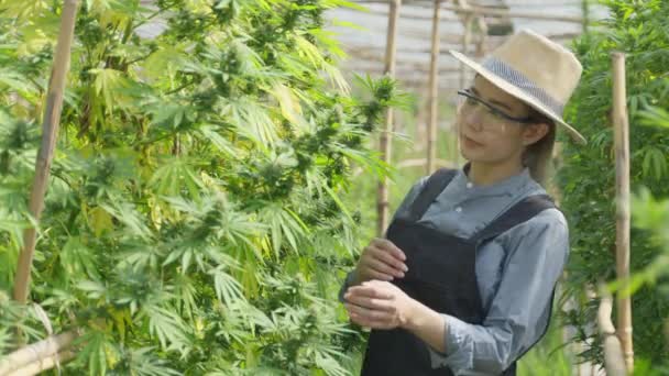 Mujer Emprendedora Asiática Agricultora Inteligente Inspeccionando Sus Plantas Cannabis Tomando — Vídeos de Stock