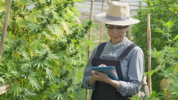 Женщина Азиатский Предприниматель Умный Фермер Осматривает Свои Растения Конопли Делает — стоковое видео