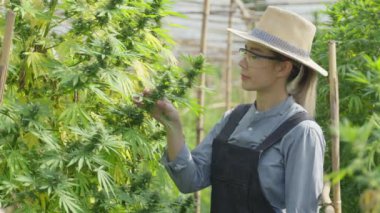 Female Asian entrepreneur smart farmer inspecting on her cannabis plants and taking notes in his green house, alternative medical concept