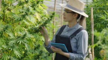 Female Asian entrepreneur smart farmer inspecting on her cannabis plants and taking notes in his green house, alternative medical concept