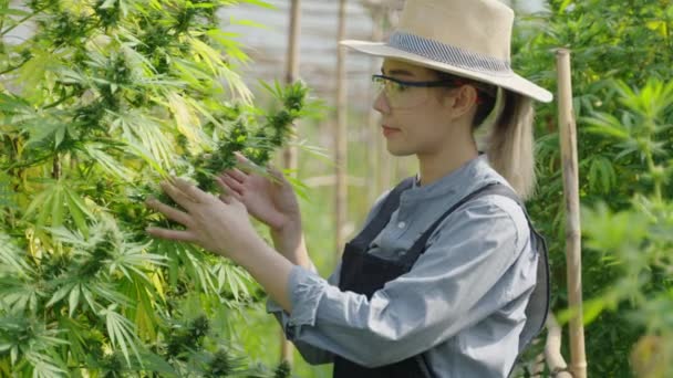 Female Asian Entrepreneur Smart Farmer Inspecting Her Cannabis Plants Taking — стоковое видео