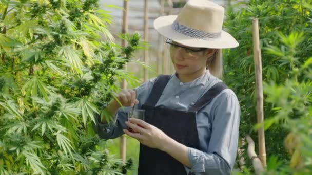 Vrouwelijke Aziatische Ondernemer Slimme Boer Inspecteert Haar Cannabisplanten Maakt Aantekeningen — Stockvideo