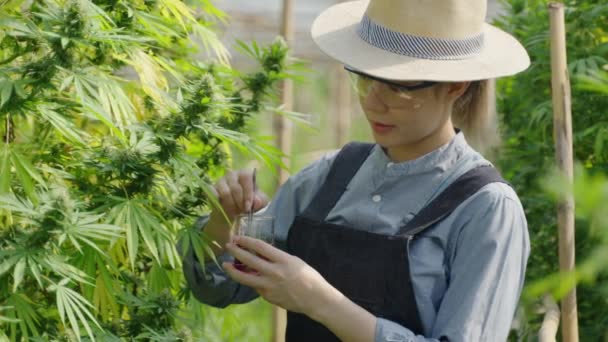 Female Asian Entrepreneur Smart Farmer Inspecting Her Cannabis Plants Taking — Video
