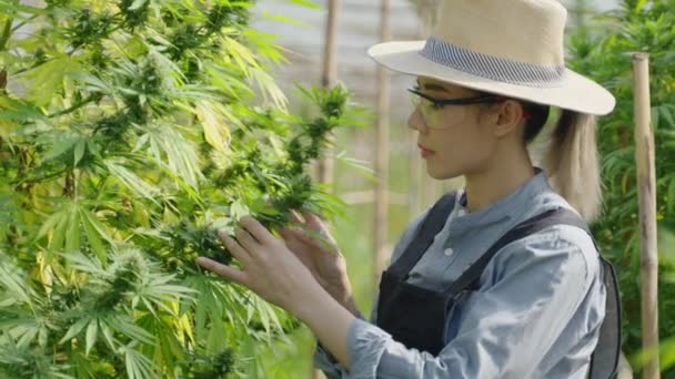 Mujer Emprendedora Asiática Agricultora Inteligente Inspeccionando Sus Plantas Cannabis Tomando — Vídeo de stock