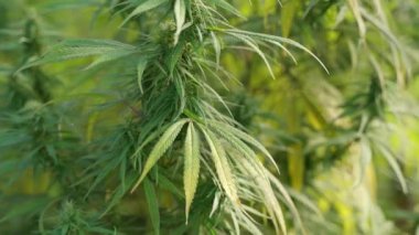 Yeşil evdeki kenevir bitkilerini kapatın. Yaprakları ve çiçek tomurcuklarını gösterin.