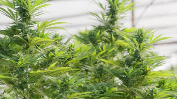 Close Das Plantas Cannabis Casa Verde Mostrando Folhas Botões Flores — Vídeo de Stock