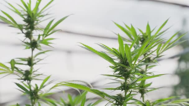 Primo Piano Delle Piante Cannabis Nella Serra Che Mostrano Foglie — Video Stock