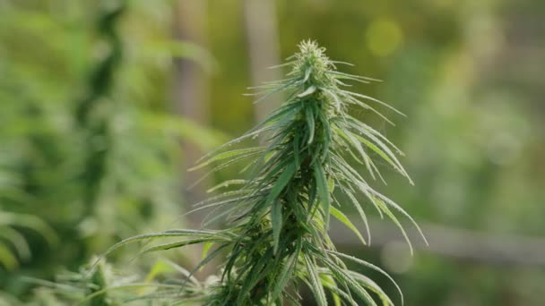 Close Van Cannabisplanten Het Kas Met Bladeren Bloemknoppen — Stockvideo
