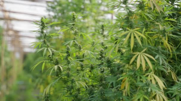 Großaufnahme Der Cannabispflanzen Gewächshaus Mit Blättern Und Blütenknospen — Stockvideo