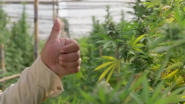 Mano Agricultor Cannabis Haciendo Pulgar Delante Sus Plantas Cannabis Dentro — Vídeo de stock