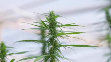Yeşil evdeki kenevir bitkilerini kapatın. Yaprakları ve çiçek tomurcuklarını gösterin.