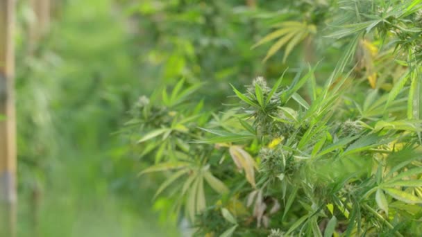 大麻种植农使用放大镜检查他的大麻植物 — 图库视频影像