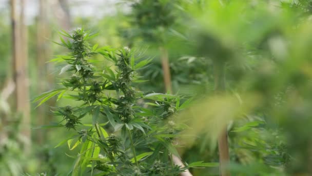 Primo Piano Delle Piante Cannabis Nella Serra Che Mostrano Foglie — Video Stock